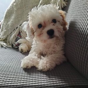 petaly