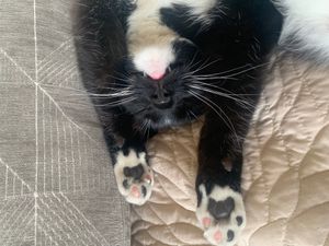mrmagu