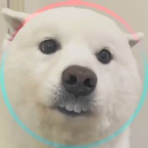 tammaloen3d