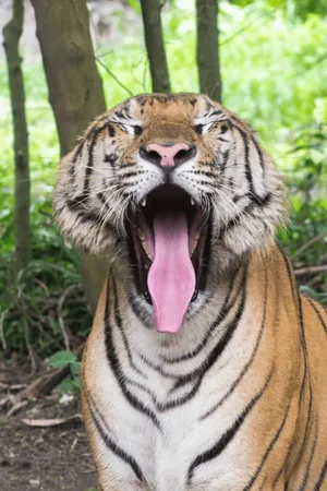 BuyMeACoffee profile picture for @Tigers