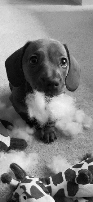 wienerdad
