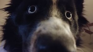 flysilly