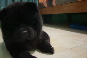 BuyMeACoffee profile picture for @norris