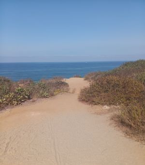 sedonadawn