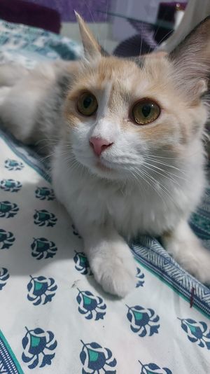 amirbibi