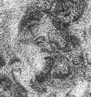 enochmaarduk