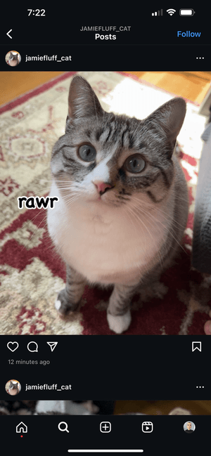 jamiefluff_cat
