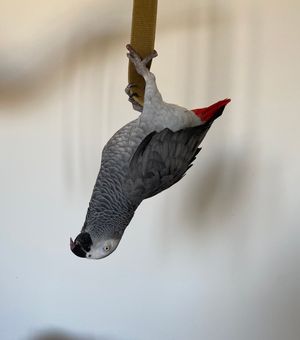 midge_africangrey