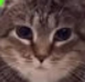oiiacatremix