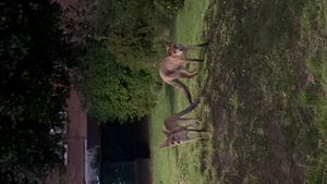 foxfriends_ldn