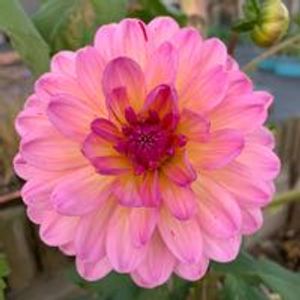 allotmentl6