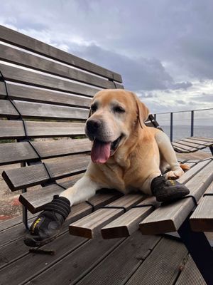 rio_lab_in_boots