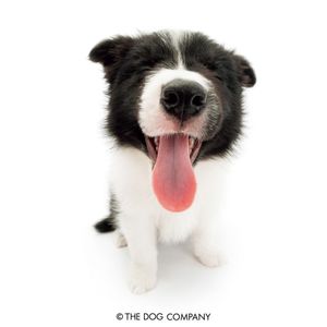 kiddiepupz