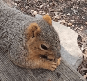 squirrelsondeck