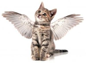 meow4jesus