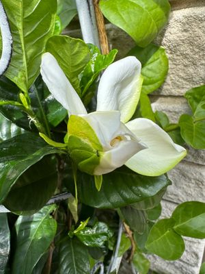 gardeniarelax
