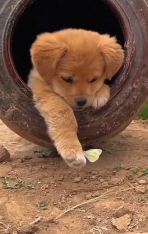 strays_to_paws