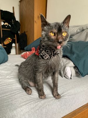 werewolf_lykoi