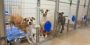 animalaid