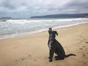 jack.thedogslife