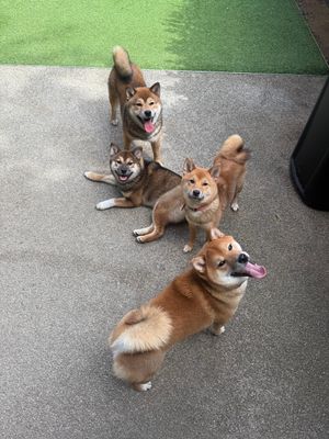 shibainuswithlove