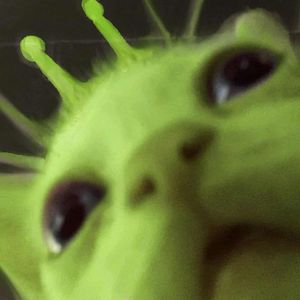 glorbp