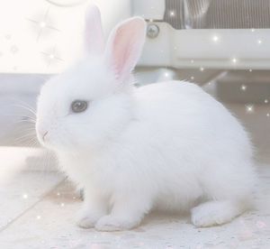 bunnythewitch