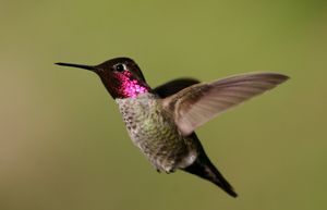somanyhummingbirds