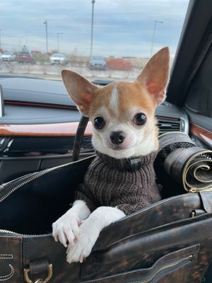 thejoyofthechase