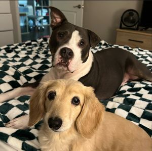 buddy_bella_birdie