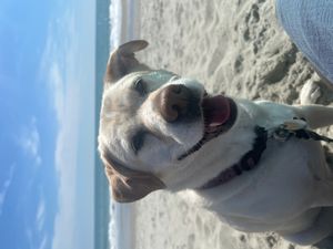 lilythedogg