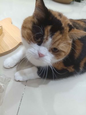 luna.plz