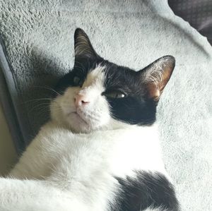 momoplugin