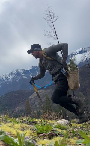 treeplantingjobs