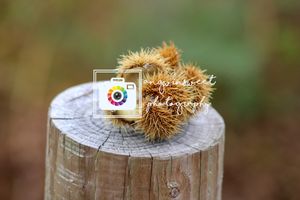 angwinsweetphotography