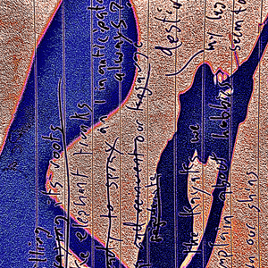 ootheca