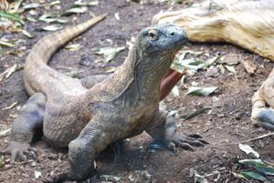 komodogirl