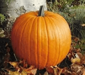 thegourd