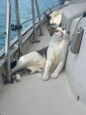 seafaringcoco