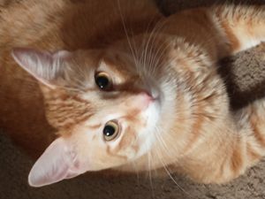 orangecatsrule