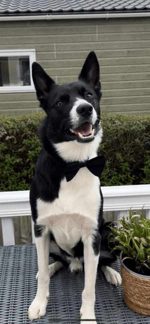 barneythetvbordercollie