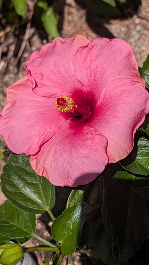 naturejoy