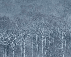 winterforest