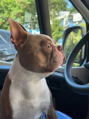 snygox