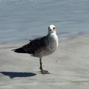 kaiofmazaok