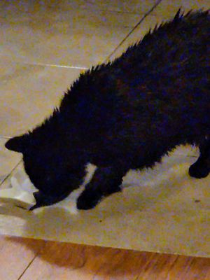 mycat647
