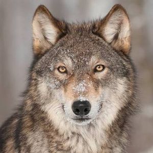 wolfncrisis