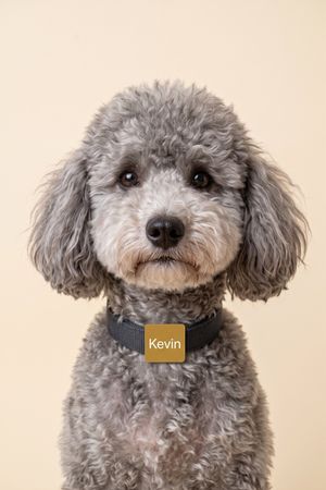 kevinpoodletv