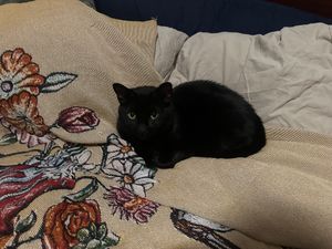 smallcatexpert