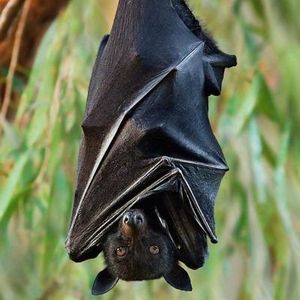 batincrisis